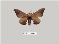 藏品(赭蠶蛾)的圖片